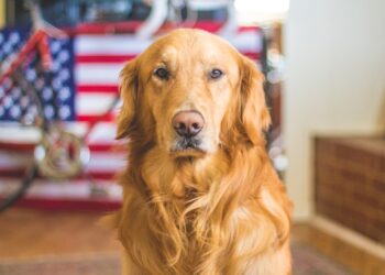 Dog Breed Speed Challenge: Can You Name All 40 in Under 10 Minutes?
