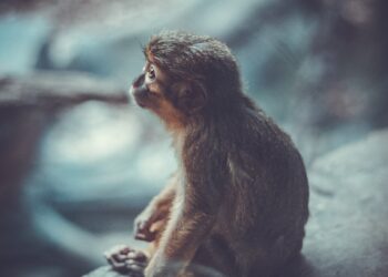Animal Kingdom Challenge: Test Your Expertise and See If You Pass!