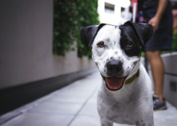 Famous Furry Heroes: Can You Guess Their Acts of Bravery?