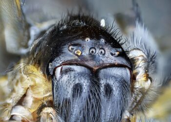 Agriculture’s Secret Allies: Test Your Knowledge on the Importance of Spiders!