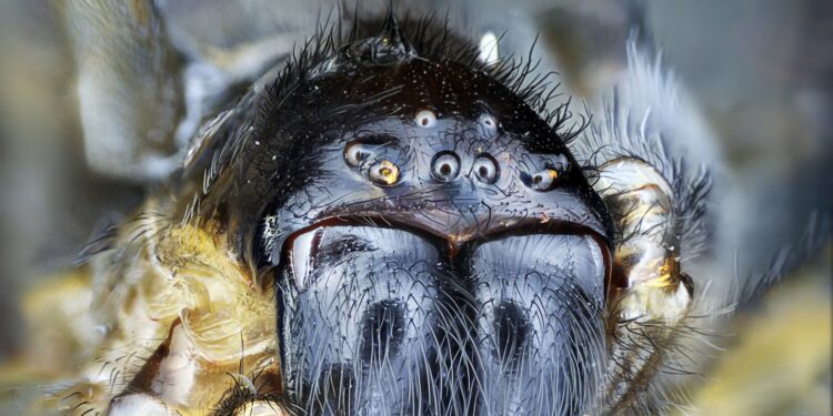Agriculture’s Secret Allies: Test Your Knowledge on the Importance of Spiders!