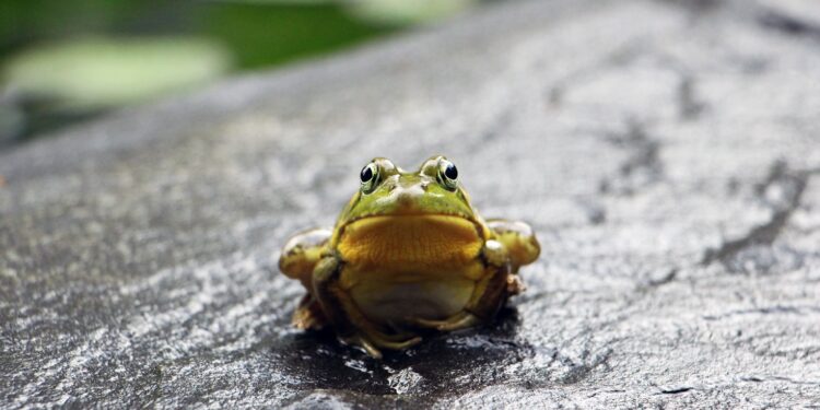 Nature’s Blueprints: Can You Identify Engineering Marvels Inspired by Animals?