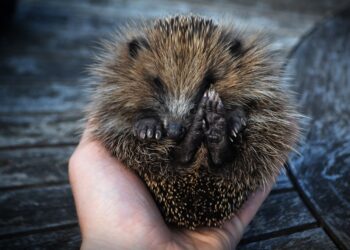 Reveal Surprising Pet Truths: Take This Exciting Quiz!