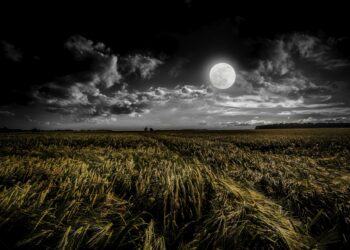 Night Stalkers: Can You Identify What Lurks in the Darkness?