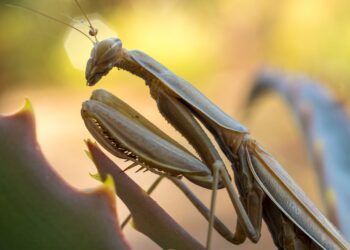 Meet the Insect Strongman: Can You Guess Which Bug Lifts 50 Times Its Weight?