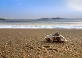Secrets of the Seashore: Discover the Most Fascinating Ocean Shell Facts