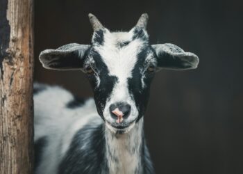Goatling or Kid? Test Your Goat Vocabulary!