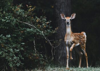 Surprising Secrets of Deer: Facts You’d Never Believe!