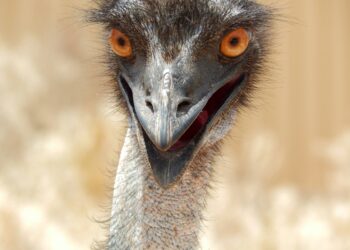 Grounded Aviators: How Many Flightless Birds Can You Name?