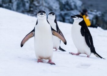 Meet the Animal That Never Fully Rests: Can You Guess Who?