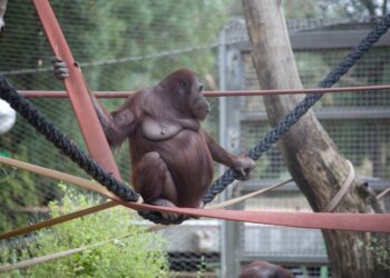 Zookeeper Challenge: Can You Score 100% on This Animal Quiz?