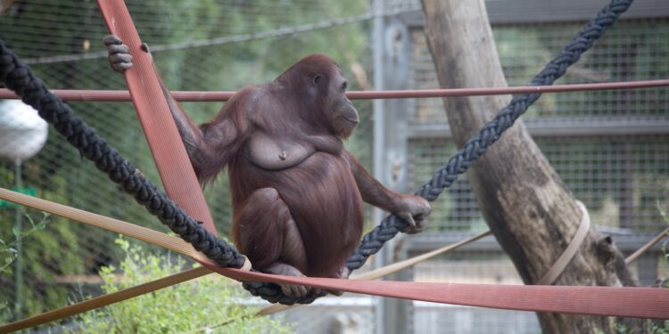 Zookeeper Challenge: Can You Score 100% on This Animal Quiz?