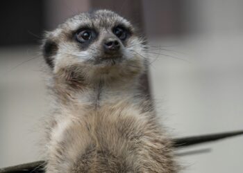 Tiny Titans: How Well Do You Know the World’s Smallest Mammals?