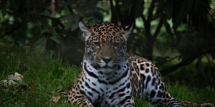 Are You Zookeeper Material? Take the Quiz to Prove Your Skills!