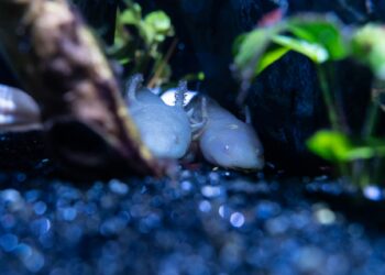 Limb Regeneration Mystery: Can You Name the Sea Creature That Heals Itself?