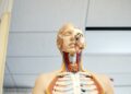 Anatomy Mastery: Can You Prove Your Genius with This Human Anatomy Quiz?