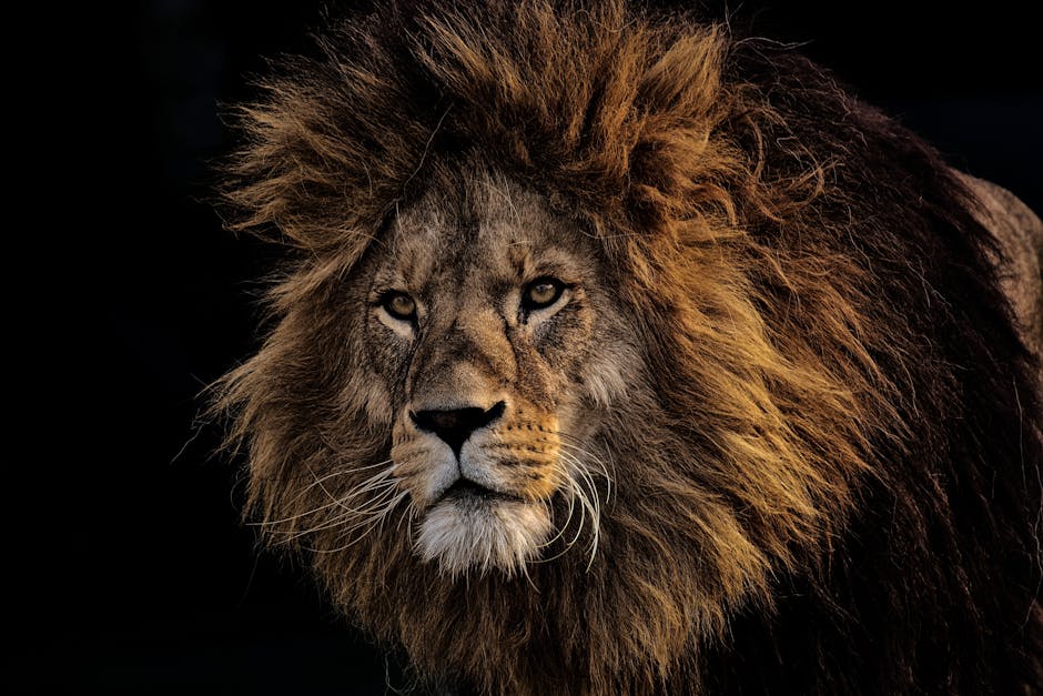 Did You Know The Lion in MGM’s Logo Was a Real Animal?