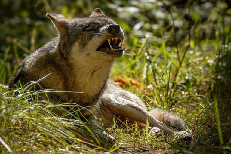 Top 10 Survival Myths—Busted!