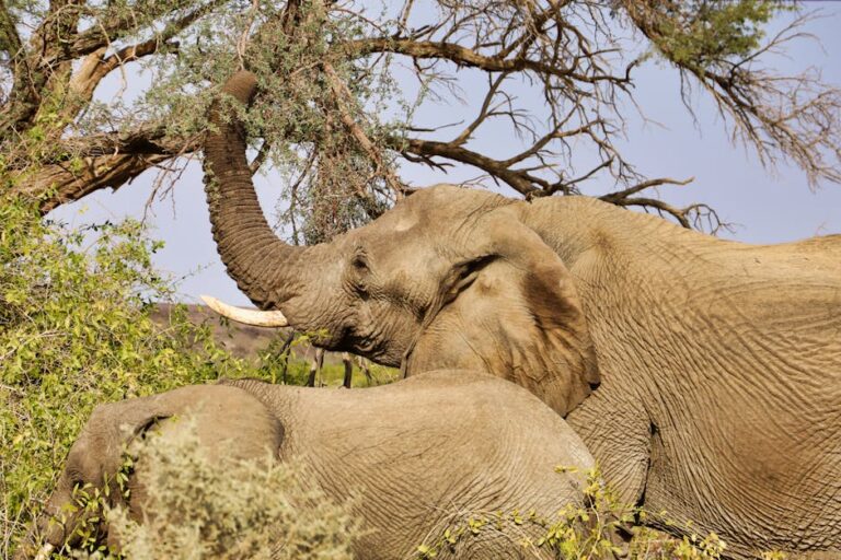 10 Fascinating Facts About Elephants