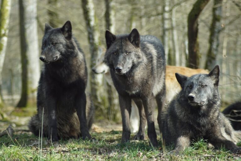 15 Facts About Wolves You Should Know