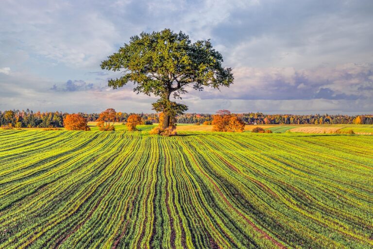 Which Tree Provides Habitat For The Most Diverse Number Of Insects?