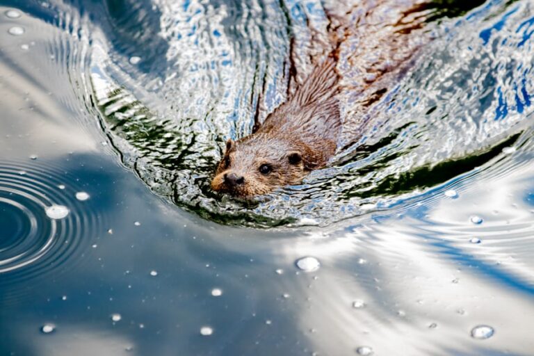 What Is The Top Speed Of A River Otter In Water?