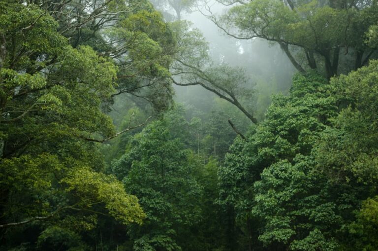 What Percentage Of Earth’S Species Live In Rainforests?