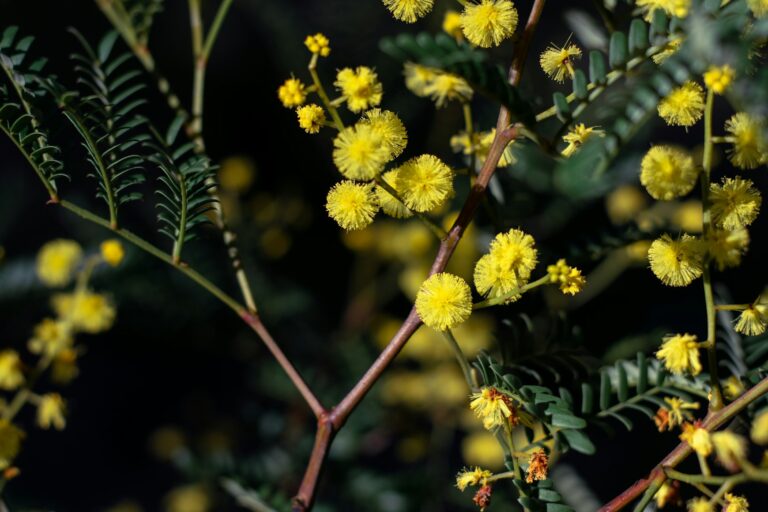 Which Australian Plant Is Known As The ‘Golden Wattle’?