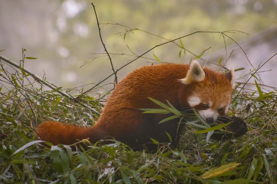 Did You Know? 10 Interesting Facts About Forests