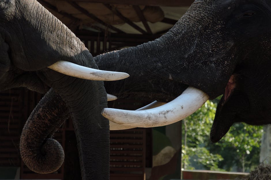 The Most Intelligent Behaviors Seen in Animals