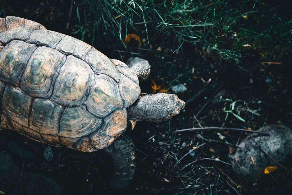 The Strangest Animal Defense Mechanisms