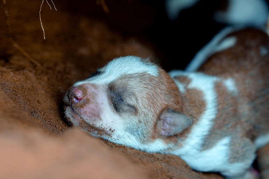 The Weirdest Animal Sleep Habits