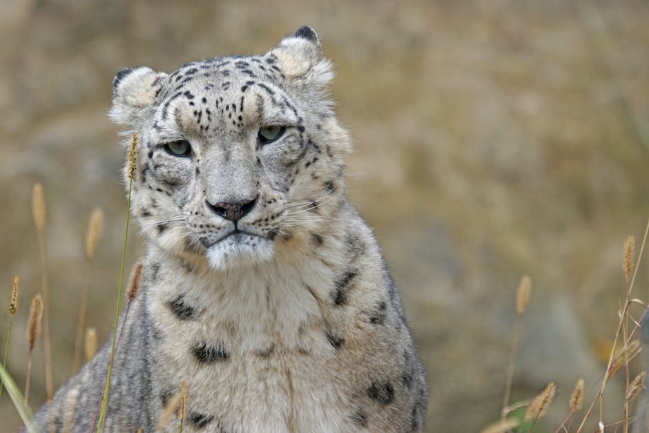 10 Rare Facts About Endangered Animals