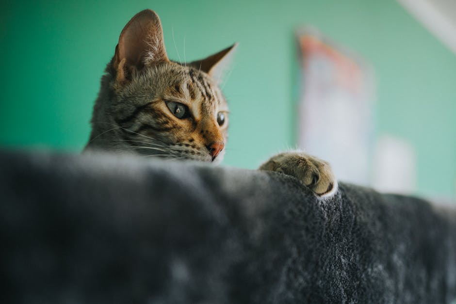 25 Interesting Facts About Cats