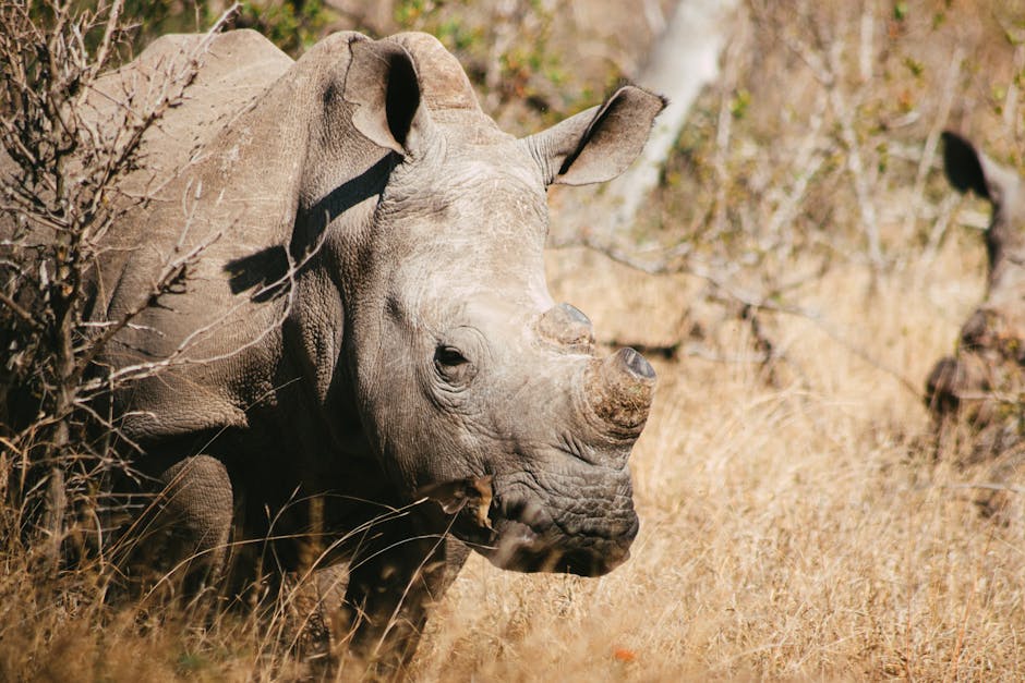 Top 10 Most Endangered Species in 2025