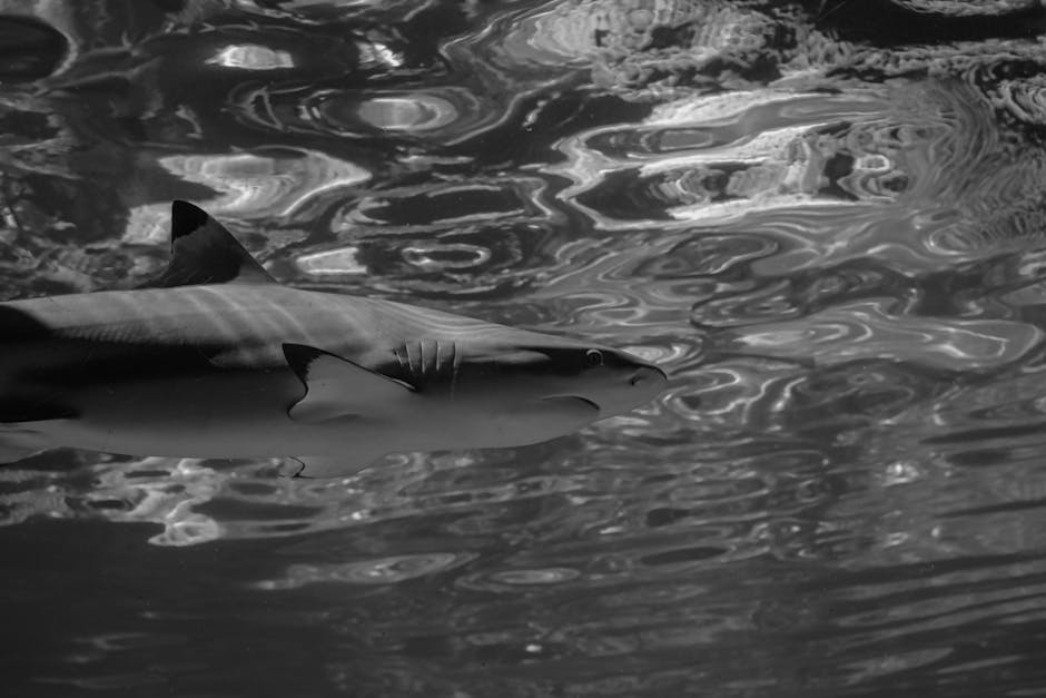 12 Shocking Facts About Sharks