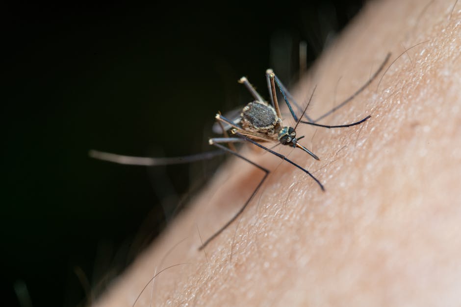 Did You Know Iceland Has No Mosquitoes?