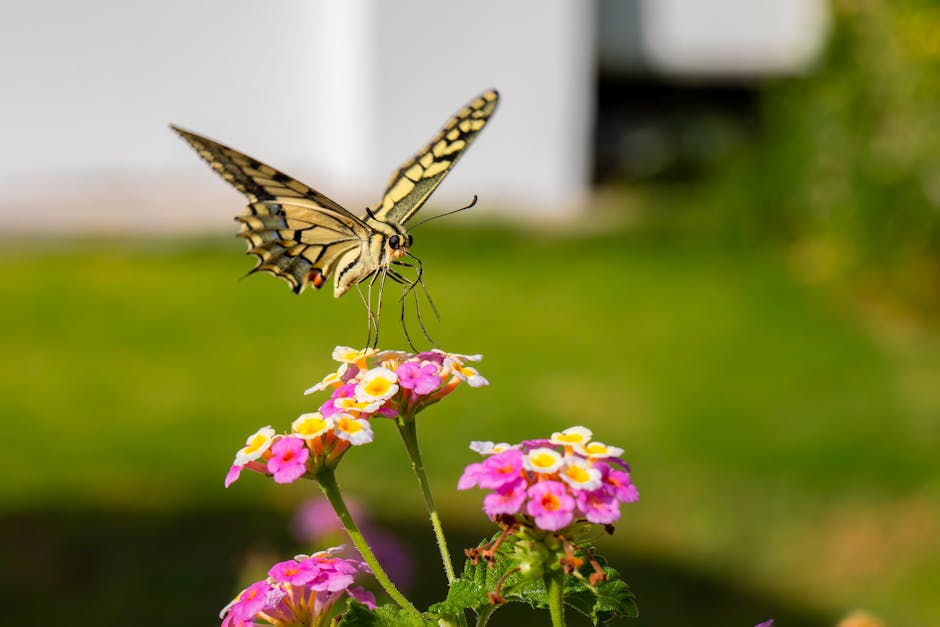 Top 10 Smartest Animals in the World