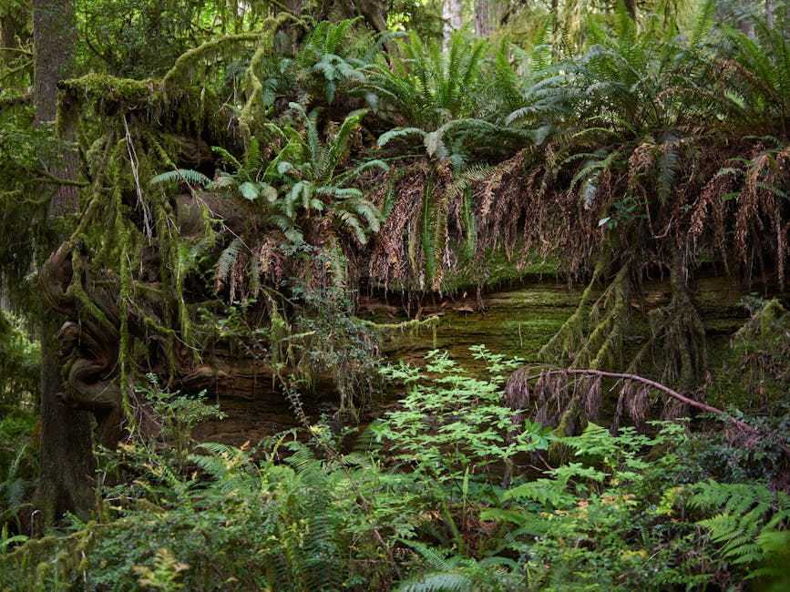 Did You Know The Amazon Rainforest Produces 20% of Our Oxygen?