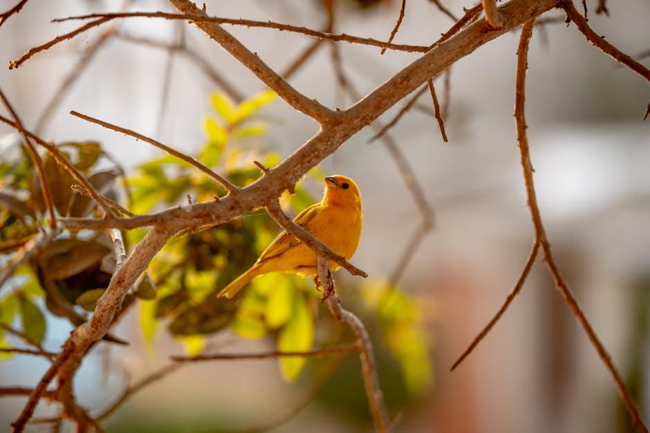 Top 10 Birds That Cannot Fly