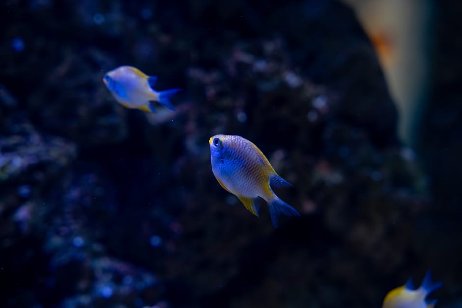 Did You Know? Octopuses Have Blue Blood