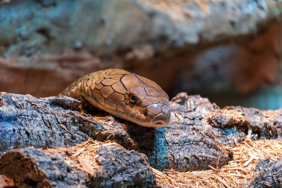 Top 10 Animals That Live the Longest