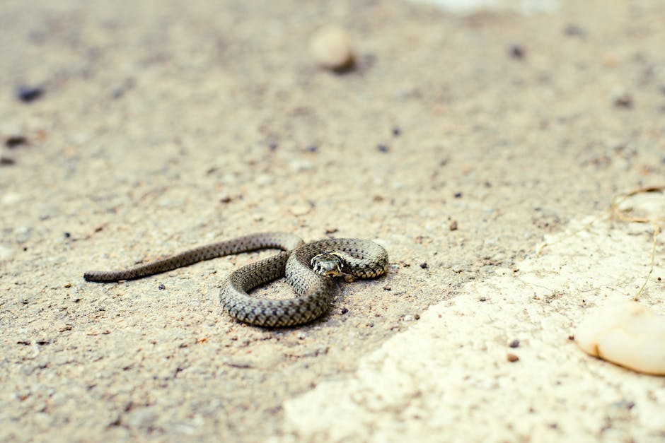 How to Treat a Snake Bite in the Wild