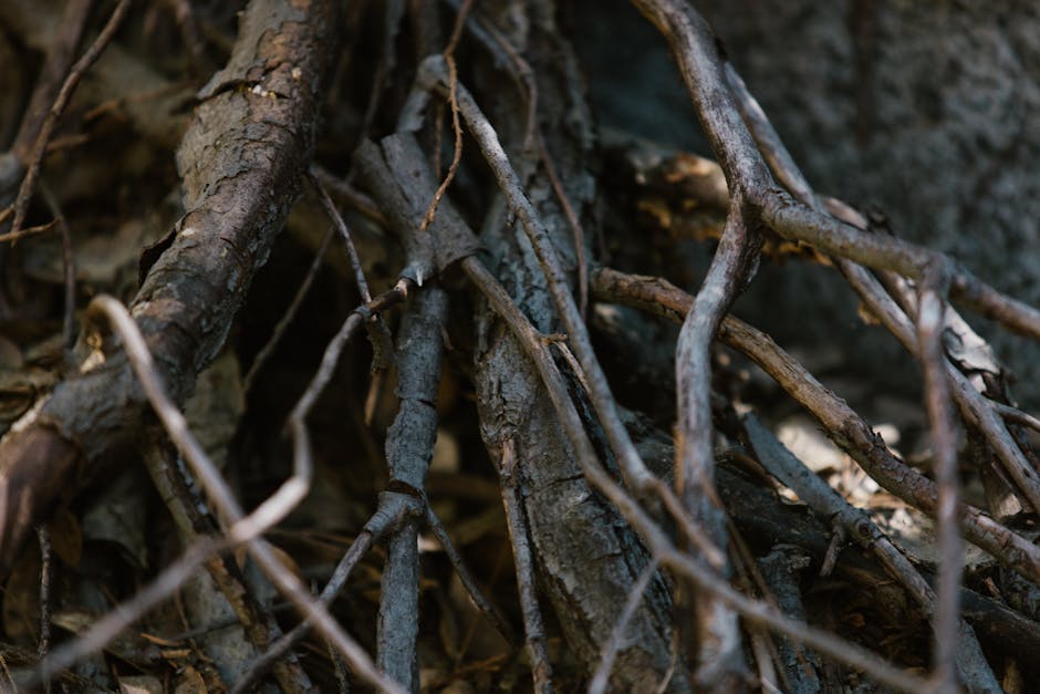How Trees Communicate Through Underground Networks