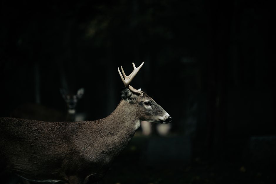 Top 10 Animals That Can See in the Dark