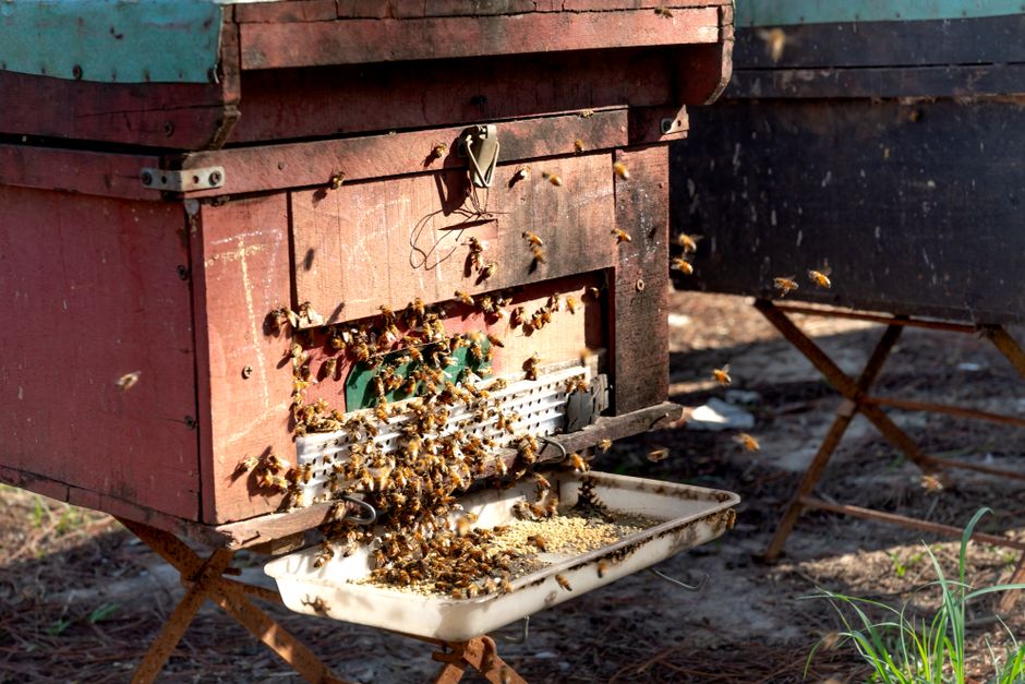 The Role of Bees in Global Agriculture