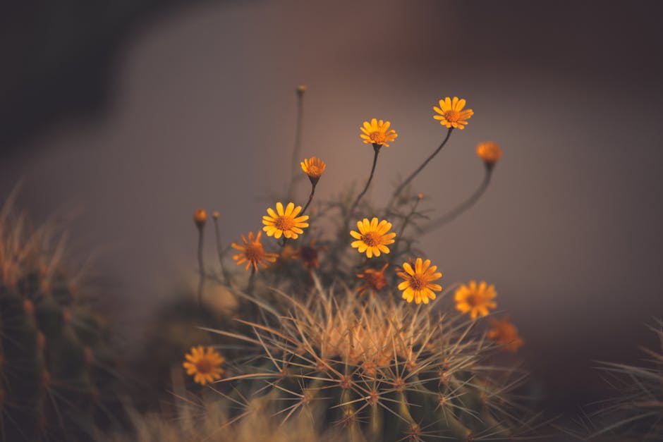 Did You Know? There Is a Desert That Blooms With Flowers