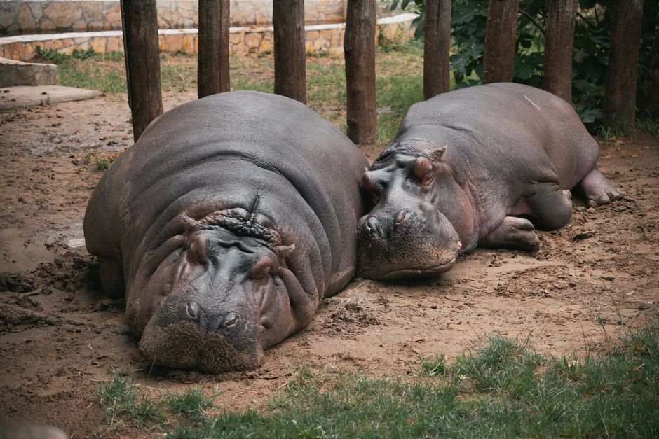 Did You Know? Hippos Sweat Sunscreen?