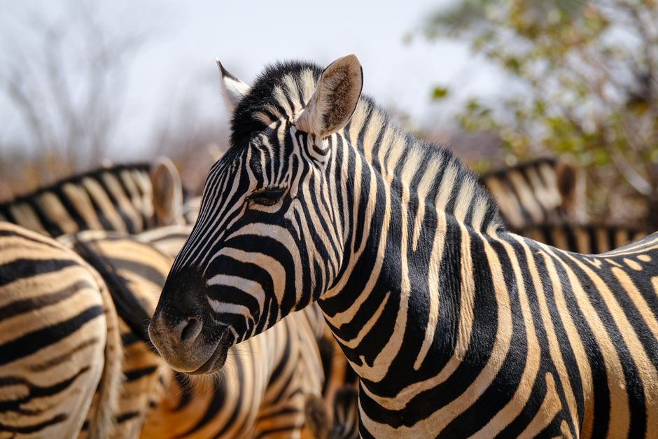 Did You Know? Zebras Have Unique Stripe Patterns?