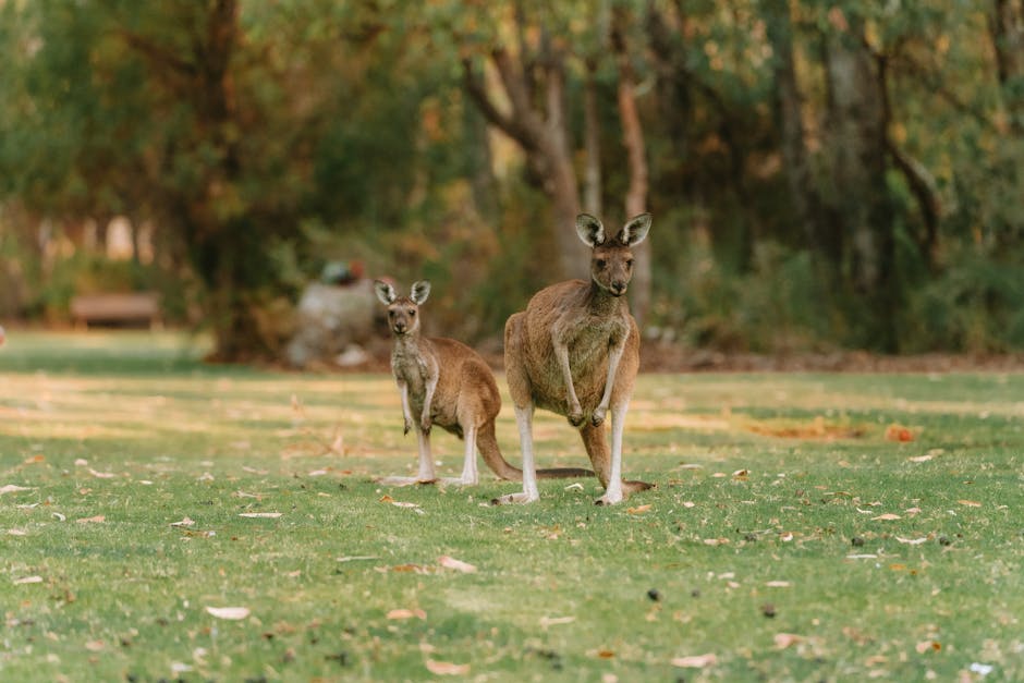 Did You Know? Kangaroos Can’t Walk Backwards